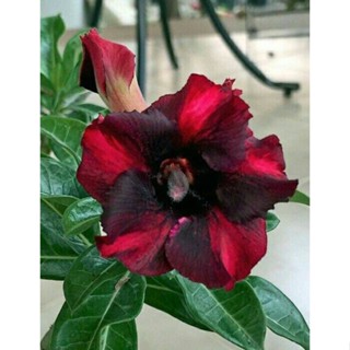 5 เมล็ดพันธุ์ ชวนชม ลูกผสมไฮบริด สายพันธุ์ Dark Red สีแดง กุหลาบทะเลทราย Adenium seed