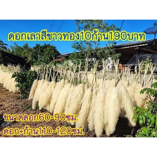 ดอกเลาสีเทา10ก้าน70บาท.15กิ่ง99บาท ขนาดดอก70-90ซม.(ก้าน+ดอก110-120ซม)ฟรีกล่องพัสดุทุกออเดอร์