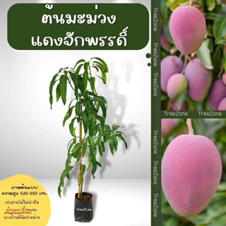 ต้นมะม่วงแดงจักรพรรดิ์(ไซซ์เล็ก) สูง100-120 cm. (เกรดพรีเมียม รับประกันพันธุ์แท้100%)