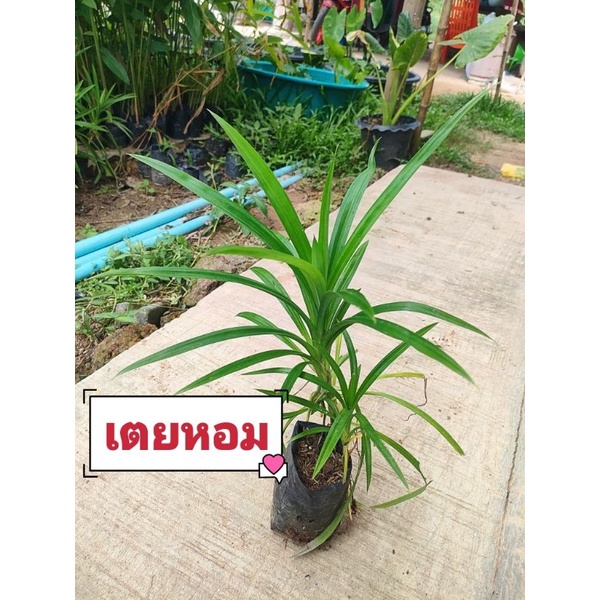 เตยหอมเเท้ นิยมใช้ทำสีผสมอาหาร จัดช่อดอกไม้ เป็นที่ต้องการของตลาดปลูกง่ายขยายกองเร็ว ต้นกล้าเเข็งเเรงพร้อมปลูก