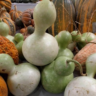 20 เมล็ดพันธุ์ เมล็ด น้ำเต้า น้ำเต้าเซียน น้ำเต้า (Bottle Gourd )