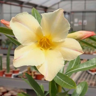 10 เมล็ด เมล็ดพันธุ์ ชวนชม สายพันธุ์ไต้หวัน สีเหลือง Adenium กุหลาบทะเลทราย Desert Rose ราชินีบอนไซ