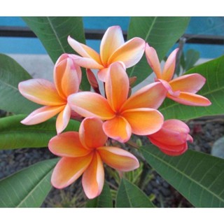 30 เมล็ดพันธุ์ เมล็ด ลั่นทม หรือ ลีลาวดี สายพันธุ์แคระ Frangipani Plumeria