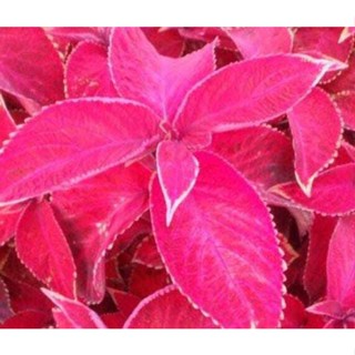 100 เมล็ดพันธุ์ เมล็ด ฤษีผสม  เป็นไม้พุ่มโตเร็ว ใบมีหลายสี Plectranthus scutellarioides (Coleus)