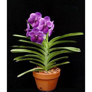 30 เมล็ดพันธุ์ เมล็ดกล้วยไม้ ฟาแลนนอปซิส (Phalaenopsis Orchids) Orchid flower