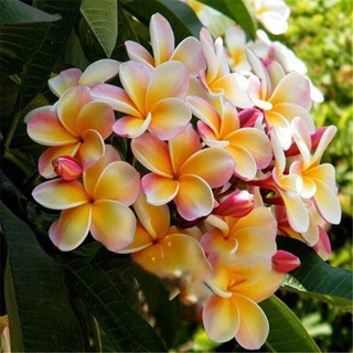 30 เมล็ดพันธุ์ เมล็ด ลั่นทม หรือ ลีลาวดี สายพันธุ์แคระ Frangipani Plumeria