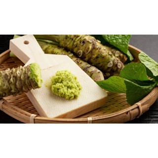 50 เมล็ดพันธุ์ วาซาบิ Wasabi