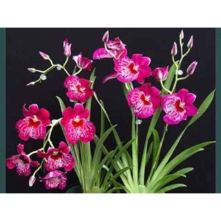 30 เมล็ดพันธุ์ เมล็ดกล้วยไม้ กล้วยไม้มิลโทนอปซิส (Miltonopsis Orchids) Orchid flower