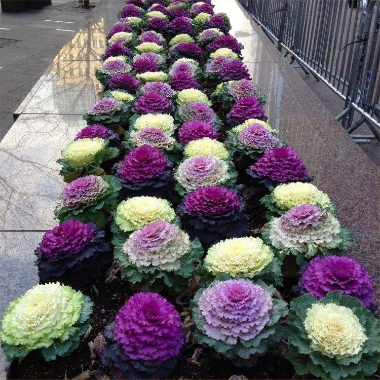 30 เมล็ดพันธุ์ กะหล่ำประดับ ปูเล่ ผักกาดสี (Ornamental Cabbage) Cabbage flower