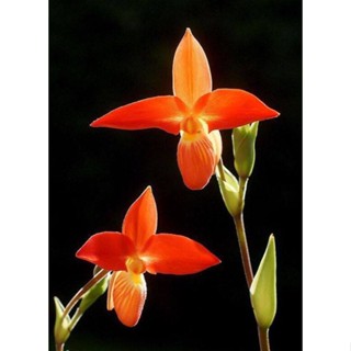 30 เมล็ดพันธุ์ เมล็ดกล้วยไม้ กล้วยไม้ กล้วยไม้เอื้อง (Phragmipedium Orchids) Orchid flower