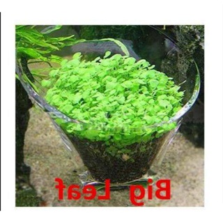 100 เมล็ดหญ้าน้ำ สำหรับปลูกตกแต่งตู้ปลา ตู้ไม้น้ำ Aquarium Plants ช่วยสร้างระบบนิเวศในตู้ปลาให้เหมือนกับธรรมชาติ