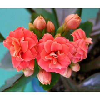 30 เมล็ดพันธุ์ เมล็ด กุหลาบหินดอกซ้อน ไม้อวบน้ำ กุหลาบหิน Kalanchoe blossfeldiana