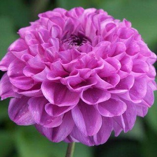 35 เมล็ด เมล็ดพันธุ์ Dahlia Karma Choc สายพันธุ์ยุโรป ดอกรักเร่  ดอกใหญ่  Dahlia