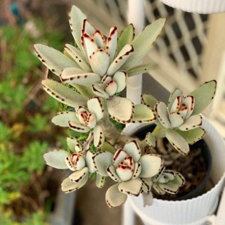 50 เมล็ดพันธุ์ เมล็ด ซักคิวเลนต์ หรือ ไม้อวบน้ำ กระบองเพชร กุหลาบแพนด้า (Panda Plant/Kalanchoe tomentosa) Succulent