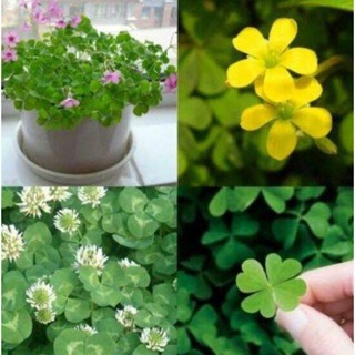 20 เมล็ดพันธุ์ เมล็ด ใบโคลเวอร์ ใบไม้แห่งความโชคดี ใบโคลเวอร์ 4 แฉก Clover  (4 Leaf Clover)