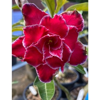 10 เมล็ด เมล็ดพันธุ์ ชวนชม สายพันธุ์ไต้หวัน สีแดง Adenium  กุหลาบทะเลทราย Desert Rose ราชินีบอนไซ