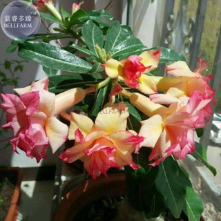 10 เมล็ด เมล็ดพันธุ์ ชวนชม Desert Rose สายพันธุ์ไต้หวัน สีส้ม Adenium  กุหลาบทะเลทราย Desert Rose ราชินีบอนไซ