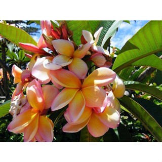 20 เมล็ด ลีลาวดี Frangipani , Pagoda Tree, Hawaii Plumeria สายพันธุ์ Die Myrte สีเหลืองส้ม