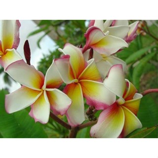 20 เมล็ด ลีลาวดี Frangipani , Pagoda Tree, Hawaii Plumeria สายพันธุ์ HAWAIIAN-FLAG สีเหลือง