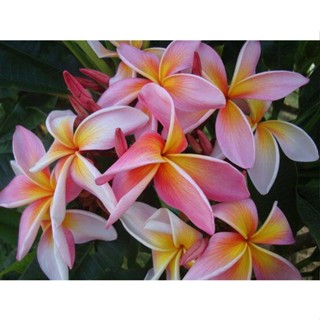 20 เมล็ด ลีลาวดี Frangipani , Pagoda Tree, Hawaii Plumeria สายพันธุ์ Pretty Princess สีชมพู