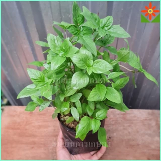 ต้นโหระพา ในถุงเพาะชำ 5.5นิ้ว basil plant หรือ Sweet Basil หรือ Thai Basil
