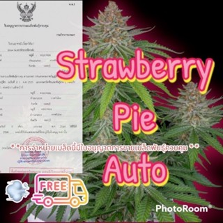 ♀️คัดเพศเมีย♀️เมล็ด Strawberry pie สาย พันธุ์แท้ไม่ผสม รับประกันการงอก ฟรีปุ๋ย เร่งโต ×3