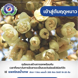 สารทำดอก นอกฤดู แพกโคลบิวทราซอล 25% 1L มะม่วง ทุเรียน ทำสาร นอกฤดู แพคโค ทะวาย