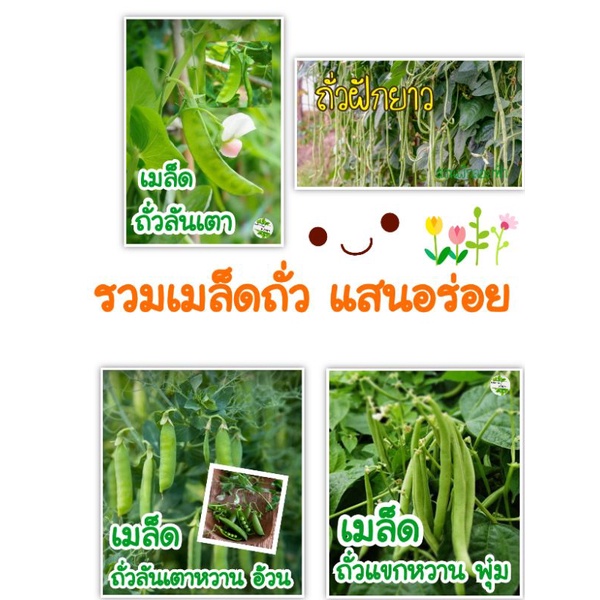รวม เมล็ดพันธุ์ ถั่ว หลายสายพันธุ์ ยอดนิยม แสน อร่อย