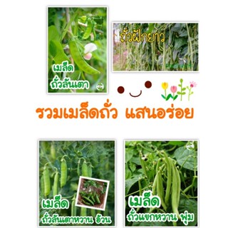 รวม เมล็ดพันธุ์ ถั่ว ยอดนิยม แสน อร่อย