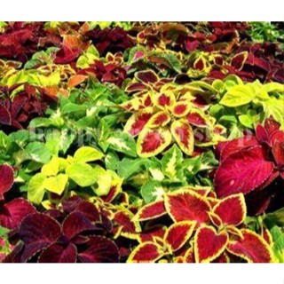 50 เมล็ด เมล็ดพันธุ์ ฤาษีผสม Coleus Seed เปอร์เซ็นการงอก  80-90% มีคู่มือปลูก