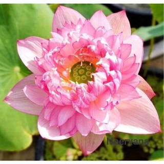 10 เมล็ดบัว สายพันธุ์ Vasuki Lotuses Flower Seeds สีชมพู บัวหลวงนอก บัวสาย บัวไหว้พระ ดอกใหญ่ ประดับบ้าน ตกแต่งสวน