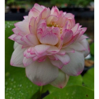 10 เมล็ดบัว สายพันธุ์ Flamingo Lotuses Flower Seeds สีชมพู บัวหลวงนอก บัวสาย บัวไหว้พระ ดอกใหญ่ ประดับบ้าน ตกแต่งสวน