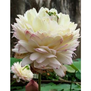 10 เมล็ดบัว สายพันธุ์ Pink Cloud Lotuses Flower Seeds สีขาว บัวหลวงนอก บัวสาย บัวไหว้พระ ดอกใหญ่ ประดับบ้าน ตกแต่งสวน