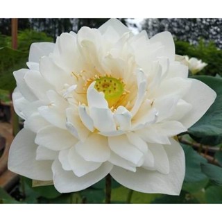 10 เมล็ดบัว สายพันธุ์ Kaekwan Lotuses Flower Seeds สีขาว บัวหลวงนอก บัวสาย บัวไหว้พระ ดอกใหญ่ ประดับบ้าน ตกแต่งสวน