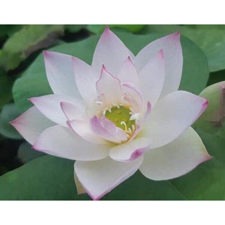 10 เมล็ดบัว สายพันธุ์ Boli Gongzhu Lotuses Flower Seeds สีชมพู บัวหลวงนอก บัวสาย บัวไหว้พระ ดอกใหญ่ ประดับบ้าน ตกแต่งสวน