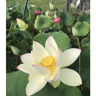 10 เมล็ดบัว สายพันธุ์ Kens Dream Lotuses Flower Seeds สีขาว บัวหลวงนอก บัวสาย บัวไหว้พระ ดอกใหญ่ ประดับบ้าน ตกแต่งสวน