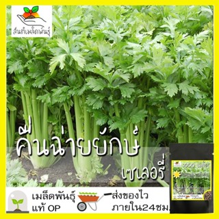 เมล็ดพันธุ์ คื่นฉ่ายยักษ์ คื่นฉ่ายฝรั่ง เซเลอรี่ 1000เมล็ด Celery Utah Seedเมล็ดพันธุ์แท้100%นำเข้าจากต่างประเทศ ปลูกผัก