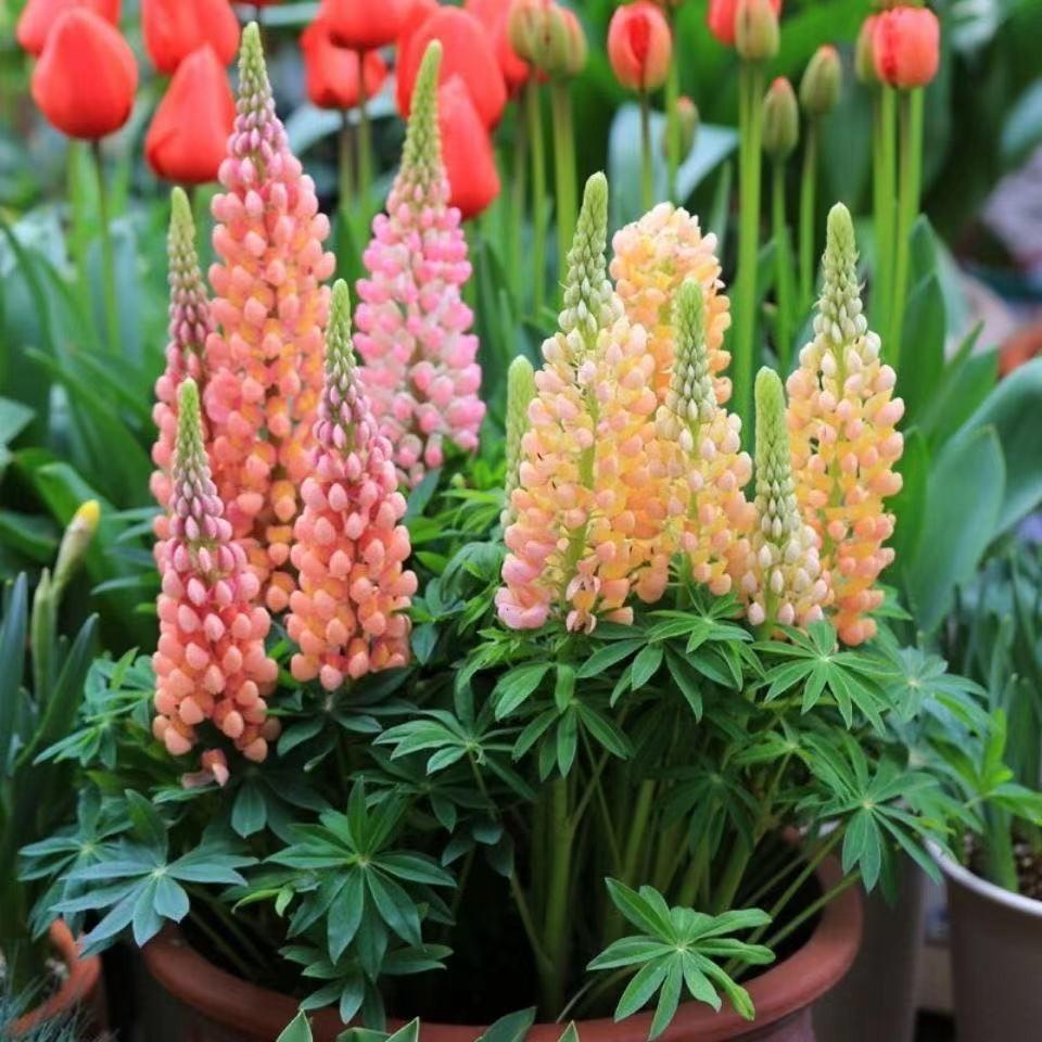 เมล็ดดอกไม้ perennial seeds รูปที่ 4
