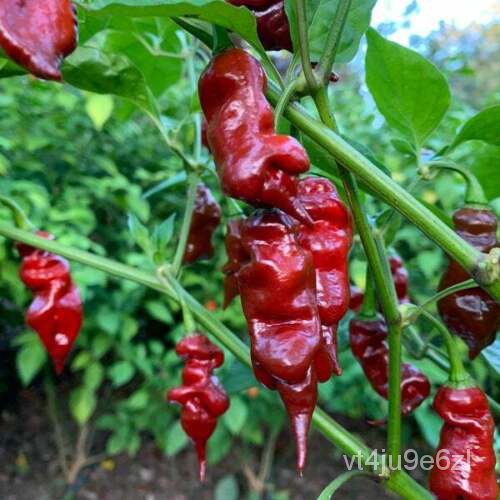 เมล็ด 10 Premium Trinidid Viper Brown Pepper Seeds เผ็ด!! อะตอม! อเมริกา! ข้าวโพด