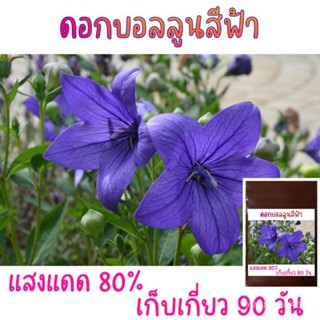 50 เมล็ด กะเพราบอลลูนสีฟ้า Blue Balloon Flower (Platycodon grandiflorus)/งอก ปลูก/งอก เมล็ด/งอก กะเพรา