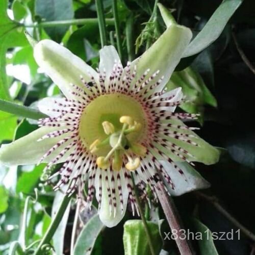 เมล็ด Passiflora Adenopoda "Passion Flower"-ความหลากหลายใหม่ในสหราชอาณาจักร กะเพรา
