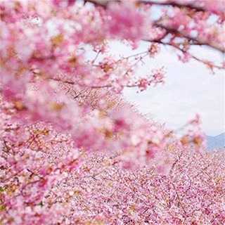 อินทรีย์็ด ใหม่็ด 15 ใหม่ ใหม่็ด ใหม่ ซากุระ Weeping Cherry Tree Seeds อัตราการใหม่ 80-85% ใหม่ มะระ