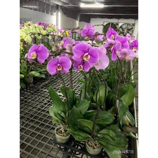 อินทรีย์็ด ใหม่็ด 30 ใหม่ Home Plant ใหม่็ดกล้วยไม้ ฟาแลนนอปซิส (Phalaenopsis Orchids) Orchid flower seed อัตราก ผักบุ้