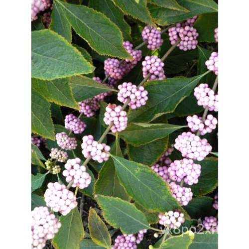 เมล็ด 20 WELCHS Pink BEAUTYBERRY Seed-สไตล์อเมริกัน Callicarpa & #039;Welch & #039; S Pink & #039; ต