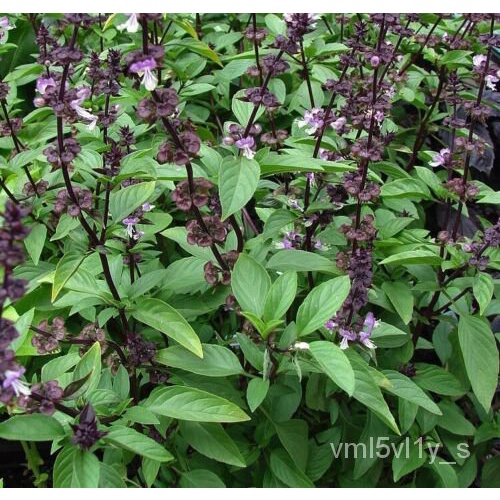 เมล็ด Basil-Thai 600  seeds. (Ocimum basilicum) herb  Instructions Included ต้นอ่อน
