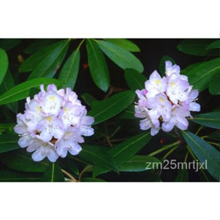 เมล็ด 25สีม่วง Rhodendron เมล็ด/ต้นอ่อนไม้,พุ่มไม้,ต้นอ่อนไม้/เงารักตลอดไป ต้นอ่อน