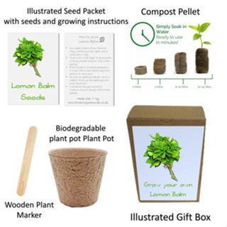 เมล็ด Lemon Balm Seeds Gardening Grow ชุดบาทไม้สมุนไพรค็อกเทลของคุณเอง บาท