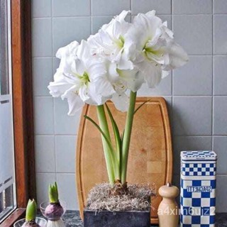 อินทรีย์็ด ถูก็ด 1 หัวว่าน ว่านสี่ทิศฮอลแลนด์ Amaryllis White Nymph 18-24 ซม สินค้านำเข้า แช่เย็นแล้ว หัวขนาดใ ผักบุ้