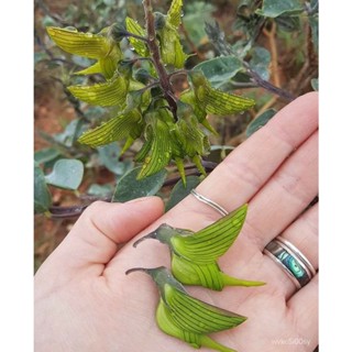 อินทรีย์็ด ใหม่็ด ใหม่ปักษาสวรรค์/ง่ายนกเขียว /กรีนเบิร์ดฟลาวเวอร์ Crotalaria Cunninghamii/Green bird flower  ใหม ผั