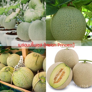 อินทรีย์็ด ใหม่็ด ใหม่ ใหม่่อนปริ้นเซส(Melon Princess)  ใหม่ง่าย ใหม่ง่ายทั่วไทย ใหม่ ง่าย